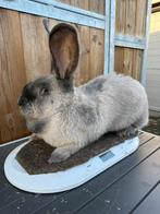 Vlaamse reus, Animaux & Accessoires, Femelle, Grand, 0 à 2 ans