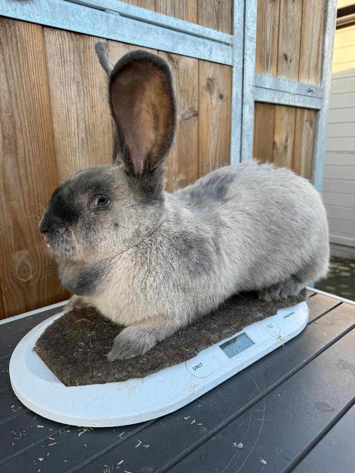 Vlaamse reus, Animaux & Accessoires, Lapins, Grand, Femelle, 0 à 2 ans