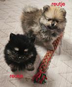 Pomchi pups, Dieren en Toebehoren, België, CDV (hondenziekte), 8 tot 15 weken, Meerdere