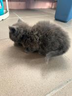 Brits langharig kittens, Plusieurs animaux, Avec pedigree, 0 à 2 ans