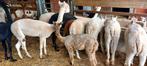 alpaca's, Dieren en Toebehoren