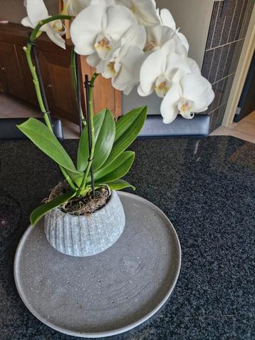 schaal + bloempot (zonder bloemen) beschikbaar voor biedingen