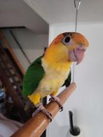 Caïque EAM, Geringd