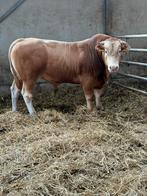 Blonde d’aquintaine dekstier, Dieren en Toebehoren