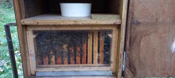 Enlèvement gratuit d'essaim d'abeilles Andenne, Divers, Enlèvement