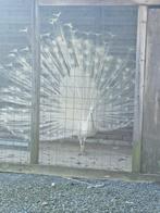 Witte pauwen, Dieren en Toebehoren, Meerdere dieren