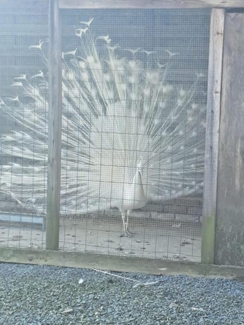 Witte pauwen, Dieren en Toebehoren, Overige Dieren, Meerdere dieren
