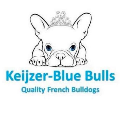Zeer mooie franse bulldog pups uit geteste ouders met stamb, Dieren en Toebehoren, Honden | Bulldogs, Pinschers en Molossers, Meerdere dieren