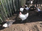 Poule de bresse haan, Dieren en Toebehoren, Mannelijk, Kip
