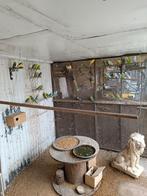 Volledige volière met rond de 50. Kweek rijpe grasparkieten., Dieren en Toebehoren