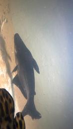 Pangasius (zoetwaterhaai), Dieren en Toebehoren, Vissen | Aquariumvissen