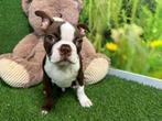 Boston Terrier pup, CDV (hondenziekte), 8 tot 15 weken, België, Fokker | Professioneel