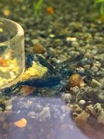 Blue Diamonds, Dieren en Toebehoren, Vissen | Aquariumvissen