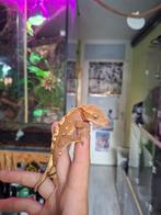 50% Het Axanthic red flame wimpergekko man, Dieren en Toebehoren, Hagedis, 0 tot 2 jaar