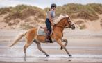 Verzorgpaard aangeboden, Dieren en Toebehoren, 11 jaar of ouder, E pony (1.48m - 1.57m), Ruin, Recreatiepony