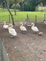 Knobbelzwanen, Dieren en Toebehoren, Pluimvee, Meerdere dieren, Gans of Zwaan