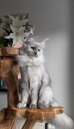 Maine Coon kitten, Poes, Met stamboom, 0 tot 2 jaar