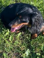 Langharige dwerg teckel reu merle, Dieren en Toebehoren, België, 15 weken tot 1 jaar, Reu, CDV (hondenziekte)