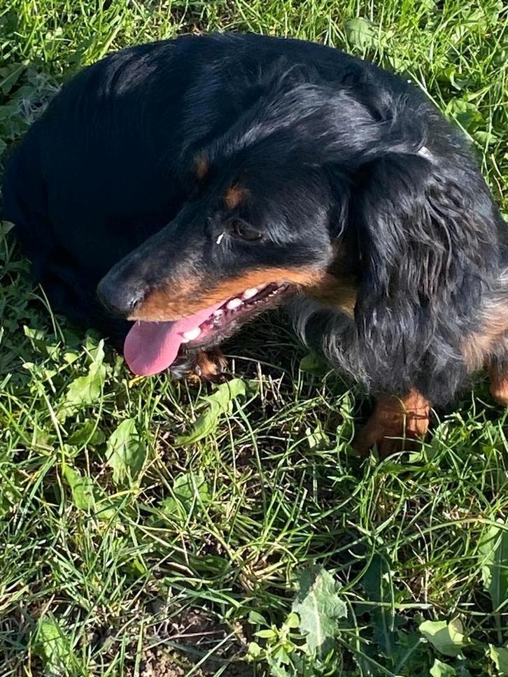 Langharige dwerg teckel reu merle, Dieren en Toebehoren, Honden | Teckels en Dashonden, Reu, Langhaar, Dwerg, Fokker | Professioneel