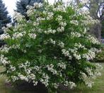 Heptacodium miconioides-7 zonenstruik-najaarsbloeier!!bijen!, Ophalen