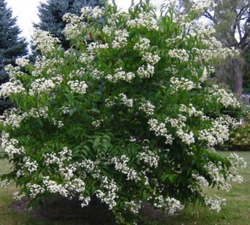 Heptacodium miconioides-7 zonenstruik-najaarsbloeier!!bijen! beschikbaar voor biedingen