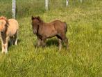 Shetland veulens met stamboom (merrie- en hengsteveulens), Dieren en Toebehoren, Meerdere dieren, Niet van toepassing, Gechipt