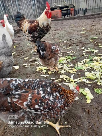Toom porselein Leghorn( 3hennen+1haan) beschikbaar voor biedingen