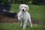 Golden retriever pups hier beschikbaar geboren in Belgie, Dieren en Toebehoren, Golden retriever, België, 8 tot 15 weken, Meerdere