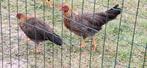 leghorn goudpatrijs, Meerdere dieren, Kip