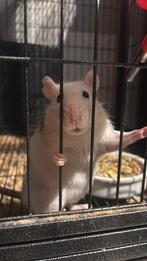 Ratje, Dieren en Toebehoren, Knaagdieren, Rat, Vrouwelijk, Mei, Tam