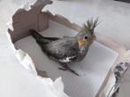 Callopsite te koop