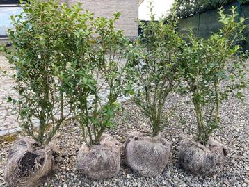 Osmanthus Burkwoodii beschikbaar voor biedingen