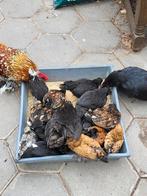 Kuikens beschikbaar, Dieren en Toebehoren, Pluimvee