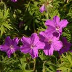 Geranium Tiny Monster, Ophalen