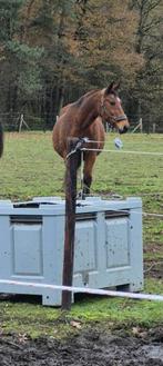 Recreatie paard, Dieren en Toebehoren, Merrie