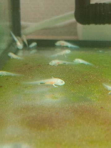Axolotls  beschikbaar voor biedingen