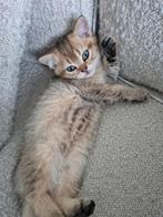 Britse korthaar kittens, Dieren en Toebehoren, Meerdere dieren, Gechipt, 0 tot 2 jaar