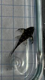 L201 hypancistrus sp., Dieren en Toebehoren