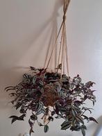 Tradescantia zebrina, Huis en Inrichting, Kamerplanten, Ophalen