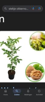 GEZOCHT zaailing Okkernootboom, Tuin en Terras, Ophalen