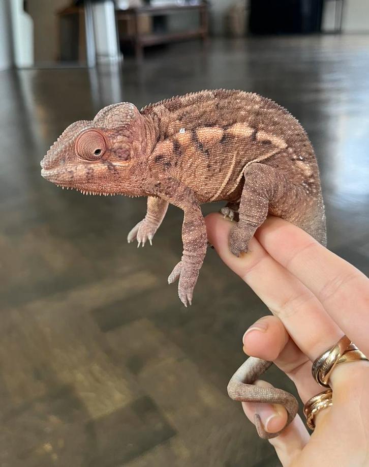 Femelle caméléon Furcifer Pardalis à vendre, Animaux & Accessoires, Reptiles & Amphibiens, Lézard, 0 à 2 ans