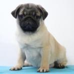 Mops pups te koop, CDV (hondenziekte), Meerdere, Meerdere dieren, Buitenland