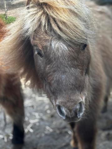 Shetlander hengst, Dieren en Toebehoren, Pony's, Hengst
