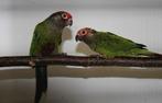 Couple pyrrhura roseifront, Dieren en Toebehoren, Papegaai