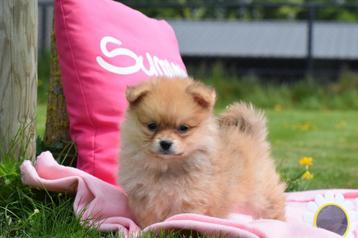 Dwergkees pups Pomeriaan ,pomeranian Loulou spitz pup beschikbaar voor biedingen