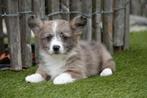 Prachtige Welsh corgi cardigan pups, Dieren en Toebehoren, België, Overige rassen, CDV (hondenziekte), 8 tot 15 weken