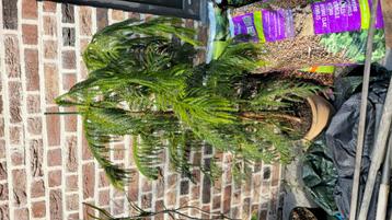 Norfolk Pine | Auracaria in terracotta pot beschikbaar voor biedingen