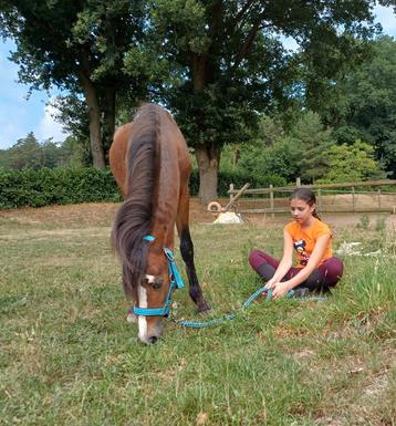 1,5 jarige B pony ruin beschikbaar voor biedingen