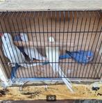 Violet , albino en creme inno halsbandparkieten, Dieren en Toebehoren, Vogels | Parkieten en Papegaaien