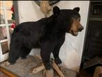 Opgezette dieren Zwarte beer (Ursus Americanus) taxidermie, Verzamelen, Ophalen of Verzenden